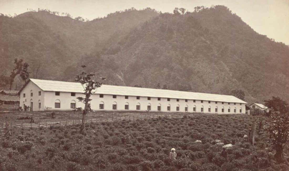 What Makes Darjeeling Tea So Special? - Porter Hill Tea Company