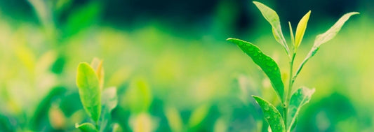 The Perfect Sencha Brewing Guide - Porter Hill Tea Company