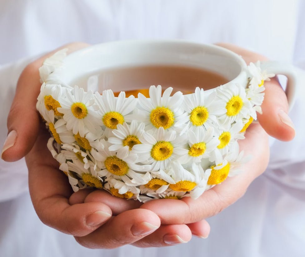 What Is Dandelion Tea? - Porter Hill Tea Company