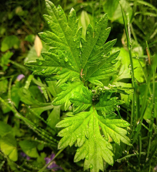 Mugwort Tea & Lucid Dreaming: Origins, Ritual, Flavour, and How to Use It
