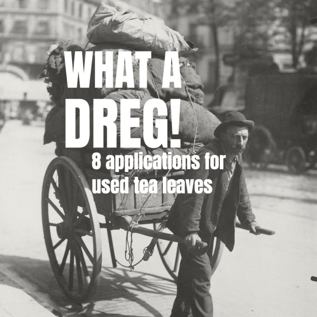 What a Dreg! 8 Ways to Give Used Tea Leaves a Second Life - Porter Hill Tea Company