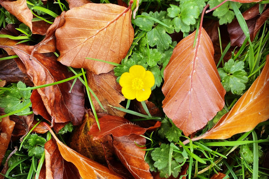 Autumn leaves in Huddersfield