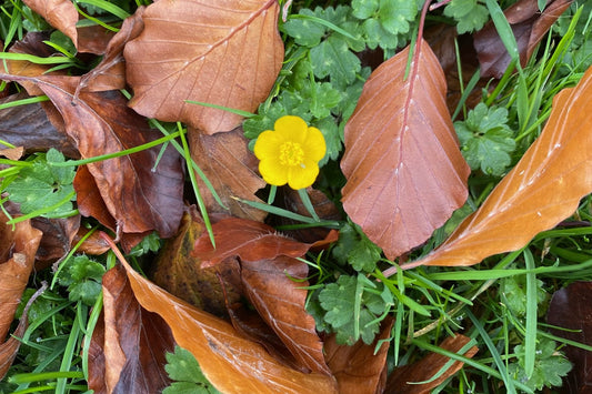 Autumn leaves in Huddersfield