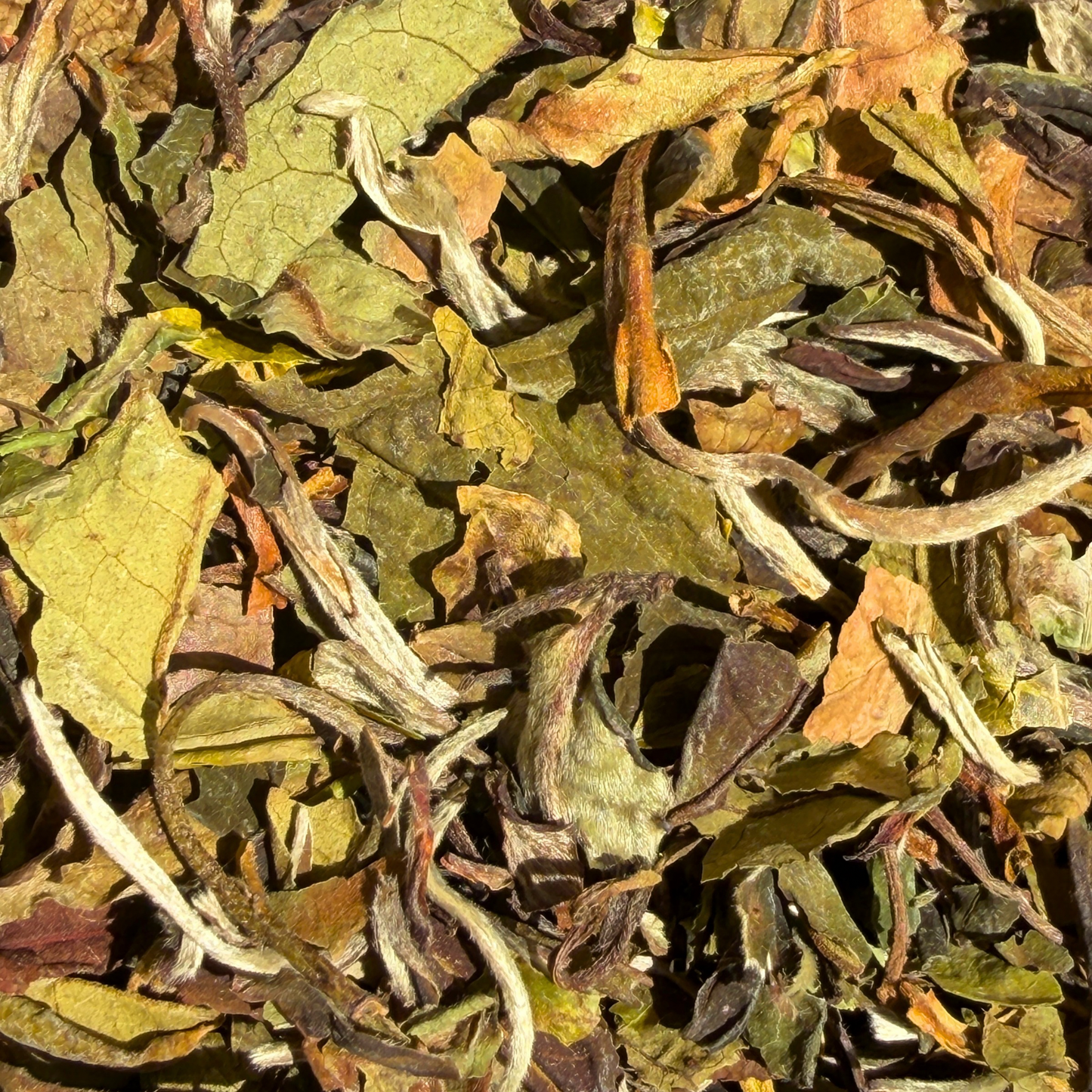 Pai Mu Tan (White Peony)