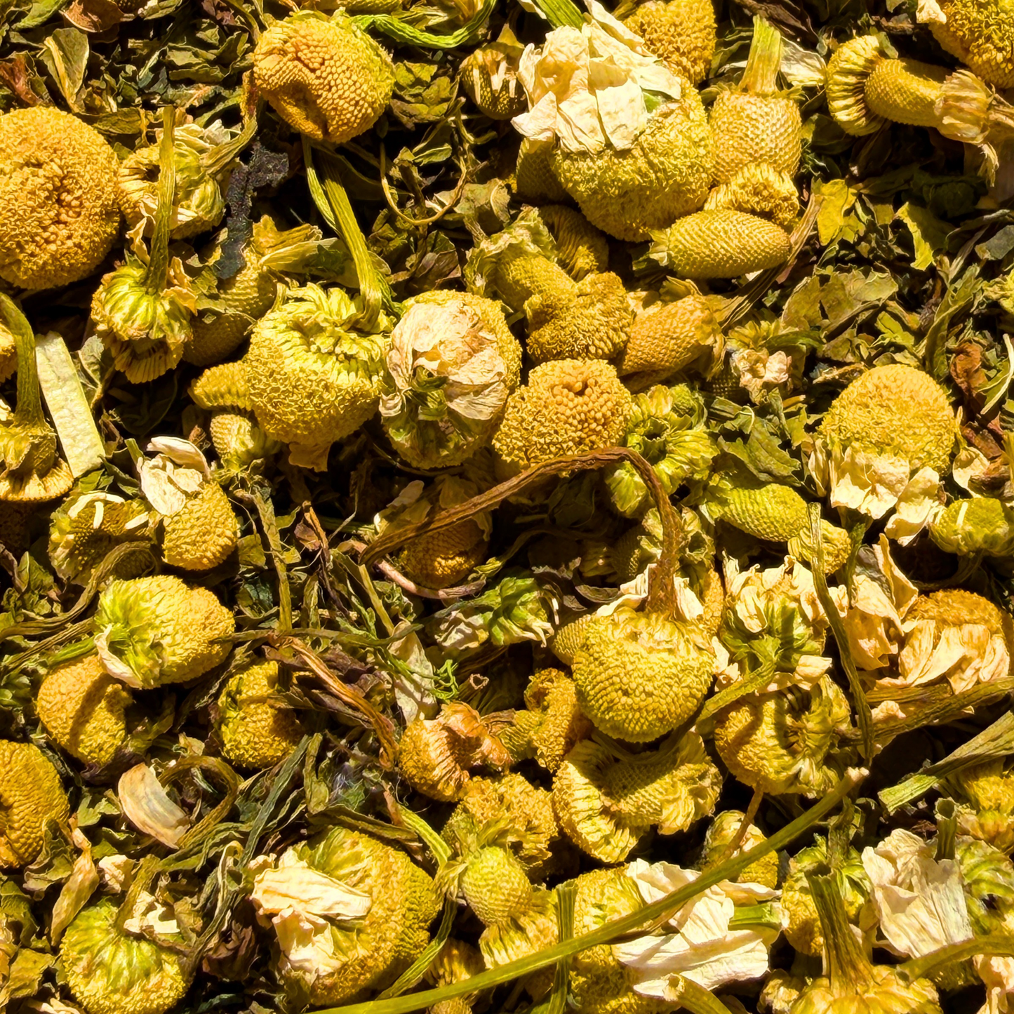 Porter_hill morning meadow walk natural_loose_leaf_tea