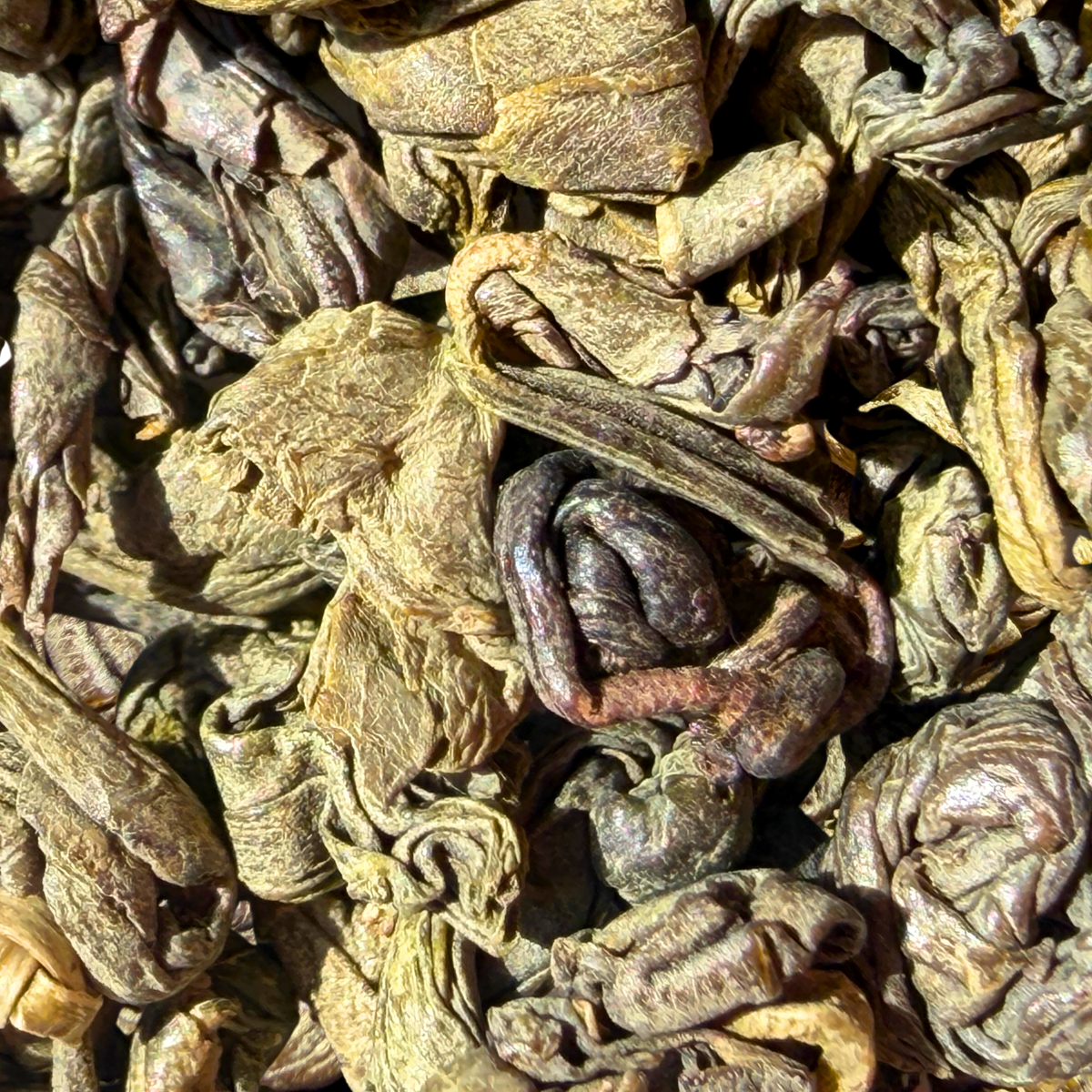 Organic Osprey Gunpowder green tea from Porter Hill, rolled and crisp