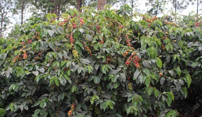 Coffee cherries growing on leafy branches in Bjorn's Kenya Kiangothe AA supplier photograph
