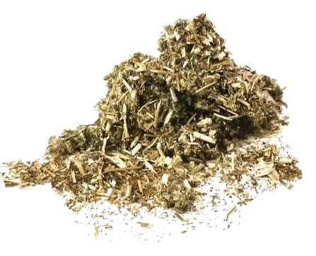 Mugwort Tea