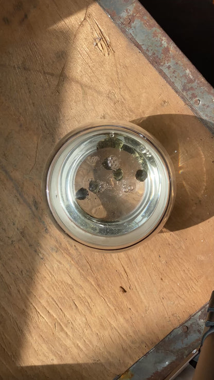 Jasmine Dragon Pearls