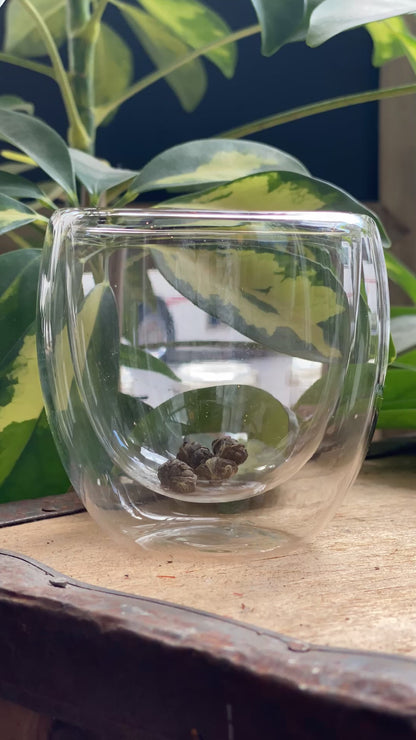 Jasmine Dragon Pearls